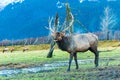 Elk