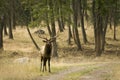 Elk in the Wilderness