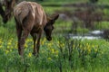 Elk in Wildflowers - Colorado