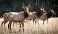 Elk Wildlife Photography in Great Smoky Mountains