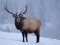 Elk In Winter