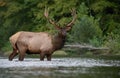 Elk in winter in Jasper, Canada Royalty Free Stock Photo