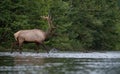 Elk in winter in Jasper, Canada Royalty Free Stock Photo
