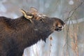 Elk Royalty Free Stock Photo