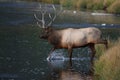 Elk & x28;Wapiti& x29;, Cervus elephas, Yellowstone National Park, Wyoming, USA Royalty Free Stock Photo