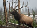 Elk in Yellowstone Royalty Free Stock Photo