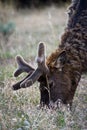 Elk in Yellowstone National Park