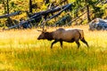 Elk Yellowstone National Park Royalty Free Stock Photo