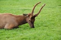 Elk, Yellowstone National Park, Wyoming, USA Royalty Free Stock Photo