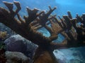 Elkhorn coral