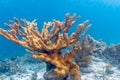 Elkhorn coral Acropora palmata Royalty Free Stock Photo