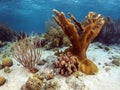 Elkhorn coral (Acropora palmata) Royalty Free Stock Photo