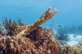 Elkhorn coral Acropora palmata Royalty Free Stock Photo