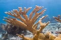 Elkhorn coral Acropora palmata Royalty Free Stock Photo