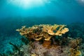 Elkhorn coral on Molasses Reef, Key Largo, Florida Keys Royalty Free Stock Photo