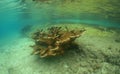 an elkhorn coral on a reef Royalty Free Stock Photo