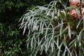 Elkhorn Fern in an Australian Rainforest