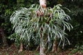 Elkhorn Fern in an Australian Rainforest