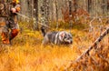 Elkhound active outdoor during the hunting season