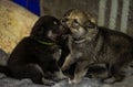 Elkhound puppies the future hunting dogs