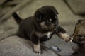 Elkhound puppies the future hunting dogs