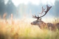 elks breath visible in a chilly meadow morning