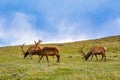 Elks Royalty Free Stock Photo