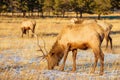 Elks Gang on the Meadow Royalty Free Stock Photo