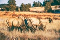 Elks Gang Meadow Royalty Free Stock Photo