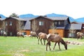 Elks grazing on grass in Estes Park Royalty Free Stock Photo