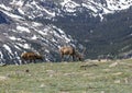 Elks of Rocky Mountains Royalty Free Stock Photo