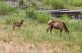 Elks in Yellowstone National Park