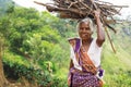 Old local woman carrying wood on her head along tea plantation of Ella, Sri Lanka