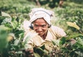 Ella, Sri Lanka - December 30, 2017: Old age female tea-picker p Royalty Free Stock Photo