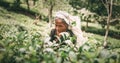 Ella, Sri Lanka - December 30, 2017: Old age female tea-picker p