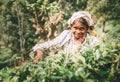 Ella, Sri Lanka - December 30, 2017: Old age female tea-picker p Royalty Free Stock Photo