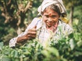 Ella, Sri Lanka - December 30, 2017: Old age female tea-picker p Royalty Free Stock Photo