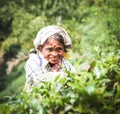 Lankian local woman picks a tea Royalty Free Stock Photo