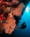 Exploring the underwater world in the Maldives Royalty Free Stock Photo