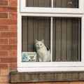 Funny image of a cat with sign saying Attack cat on duty