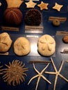 Items on display in the Aquarium on Ellie Beach on th island of Rhodes
