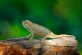 Elliot`s Groove-throated Chameleon, Trioceros ellioti, lizard sitting on the branch in forest habitat. Exotic beautifull endemic