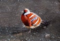 Elliot\'s mottled pheasant (Latin Syrmaticus ellioti) with a beautiful golden color