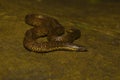 Elliot`s Shieldtail, Uropeltis ellioti, Uropeltidae. Kolhapur, Maharashtra Royalty Free Stock Photo