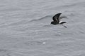 Elliot\'s Storm Petrel, Oceanites gracilis Royalty Free Stock Photo