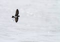 Elliot\'s Storm Petrel, Oceanites gracilis Royalty Free Stock Photo