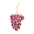 Ellipsoid Hanging Berry Cluster of Purple Grape Vector Illustration