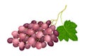 Ellipsoid Lying Berry Cluster of Purple Grape Vector Illustration