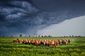 Ellis County, KS USA - Cows Bracing Together for the Thunderstorm Rolling in