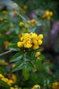 ellow branch of blossoming Mahonia Royalty Free Stock Photo